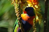 Rainbow Lorikeet 103